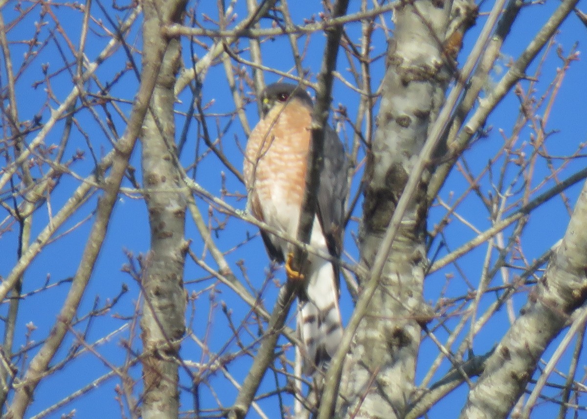 Sharp-shinned Hawk - ML137795701