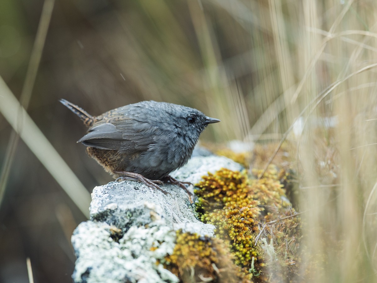 Jalca Tapaculo - Nick Athanas