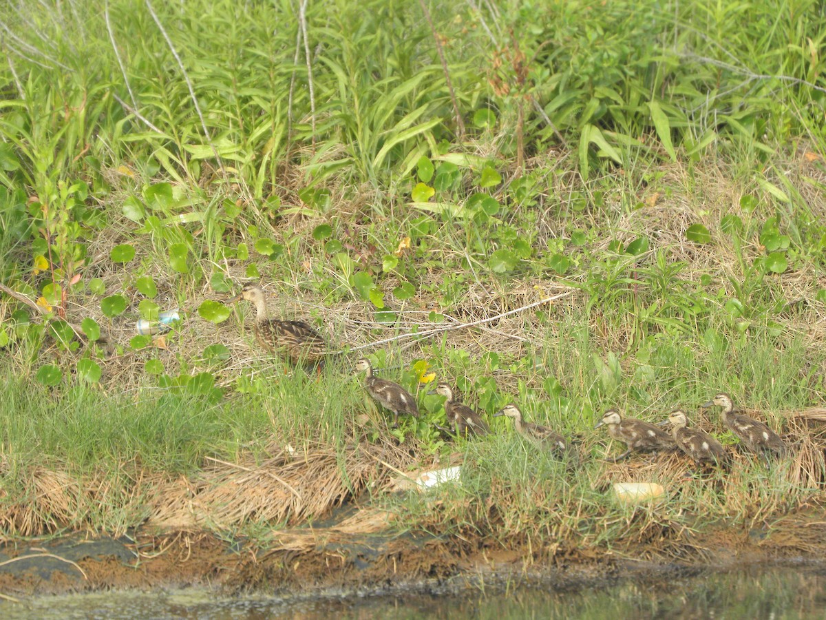 Mottled Duck - Satchell Watts-Kerr