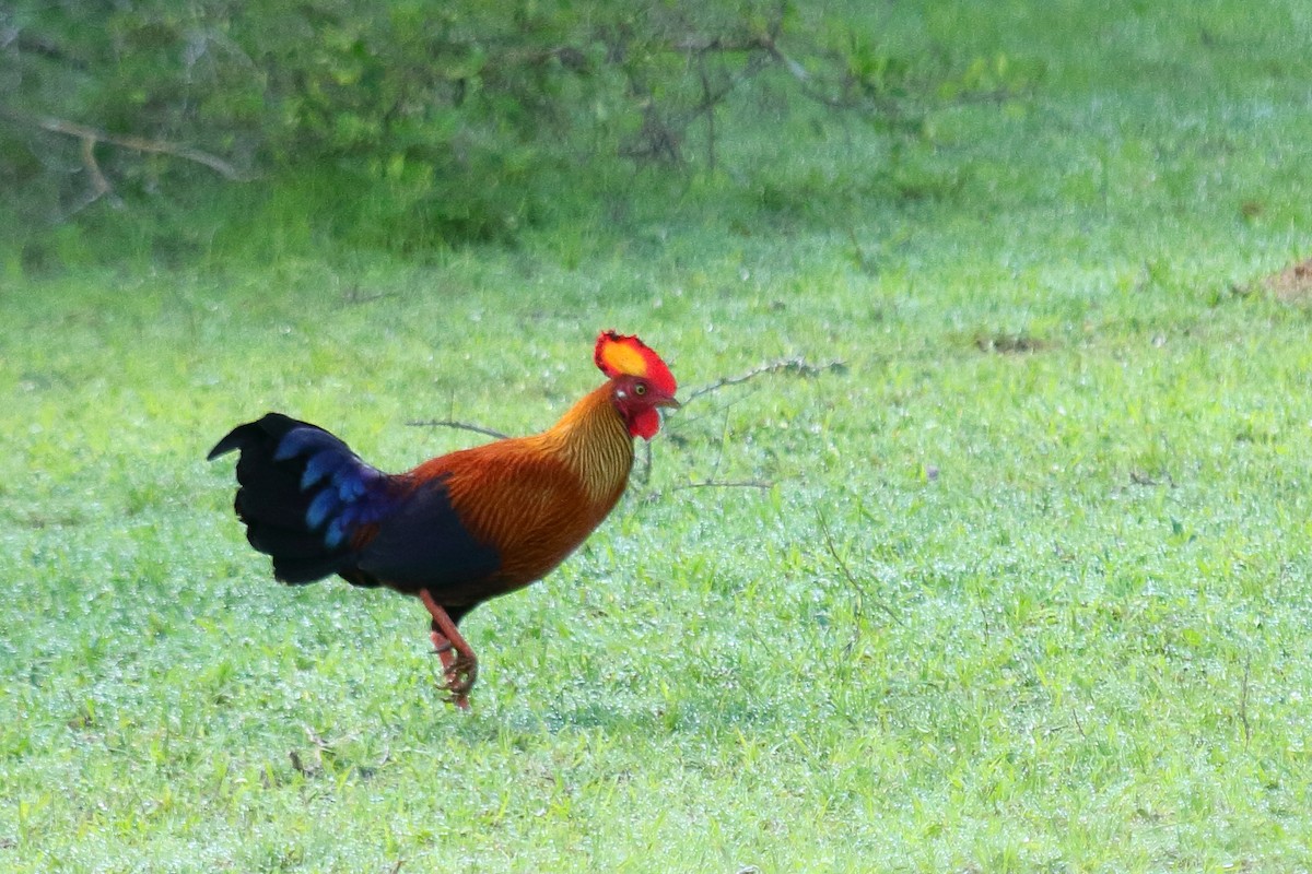 Sri Lanka Junglefowl - ML137796551