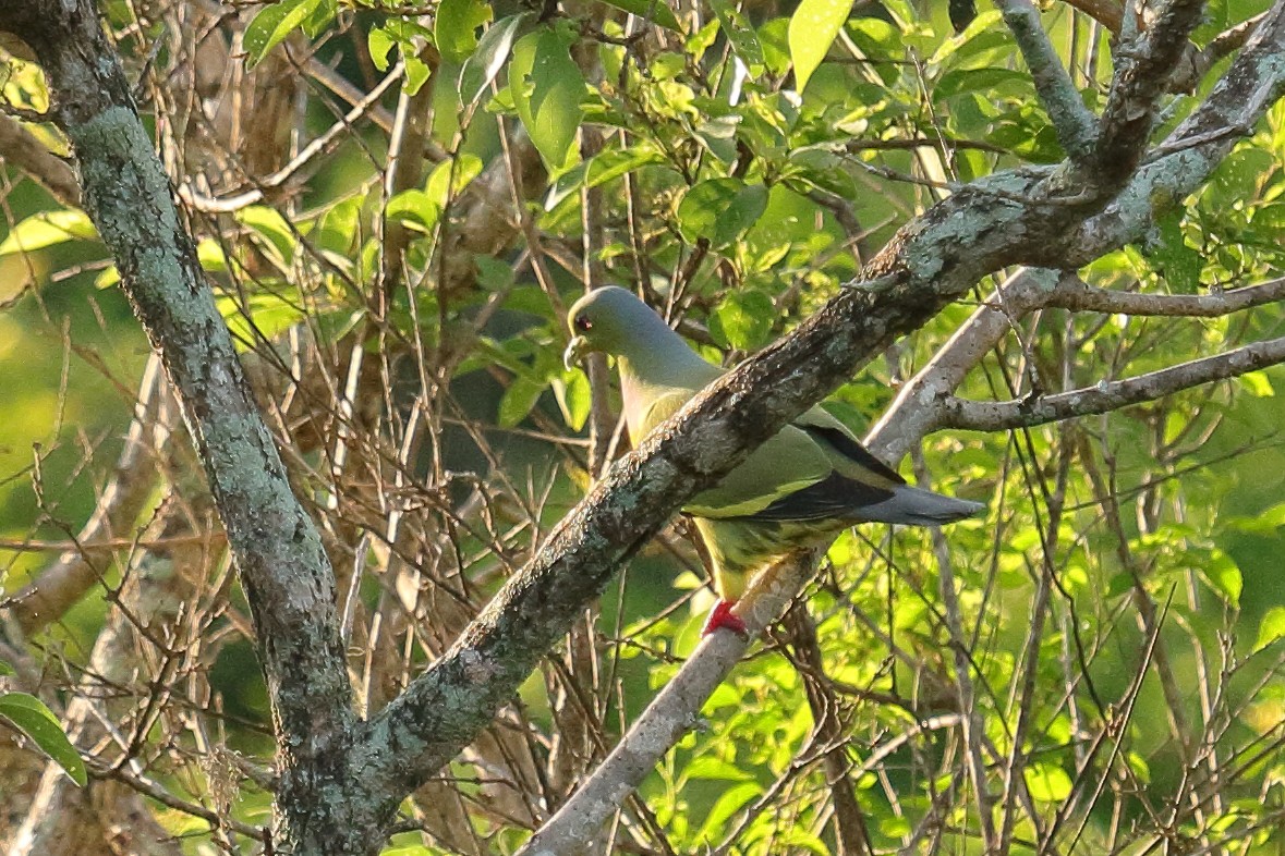 Orange-breasted Green-Pigeon - ML137796651