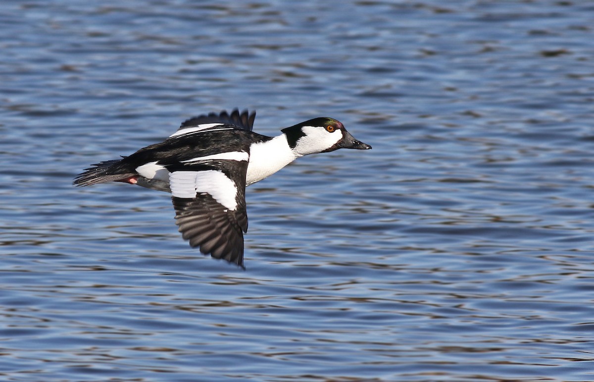 Bufflehead x Common Goldeneye (hybrid) - Peter Trimble