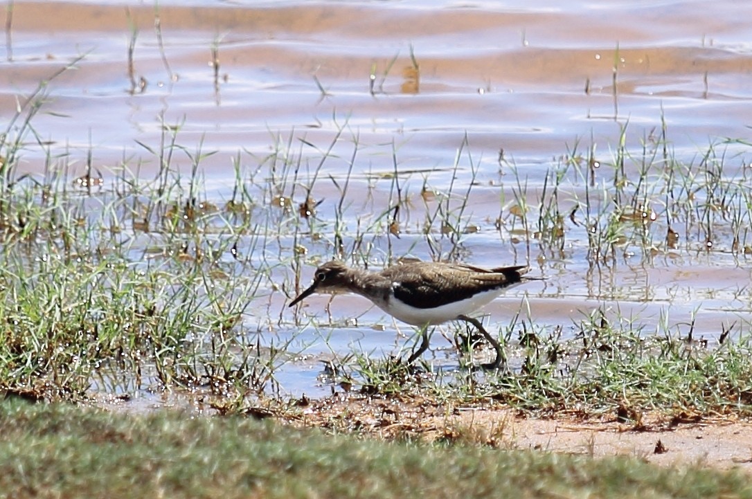 Common Sandpiper - Manu Álvarez