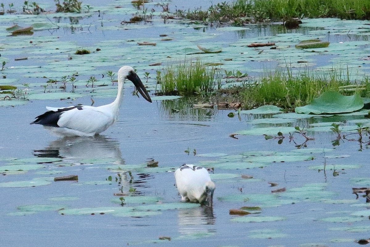 Asian Openbill - ML137797211