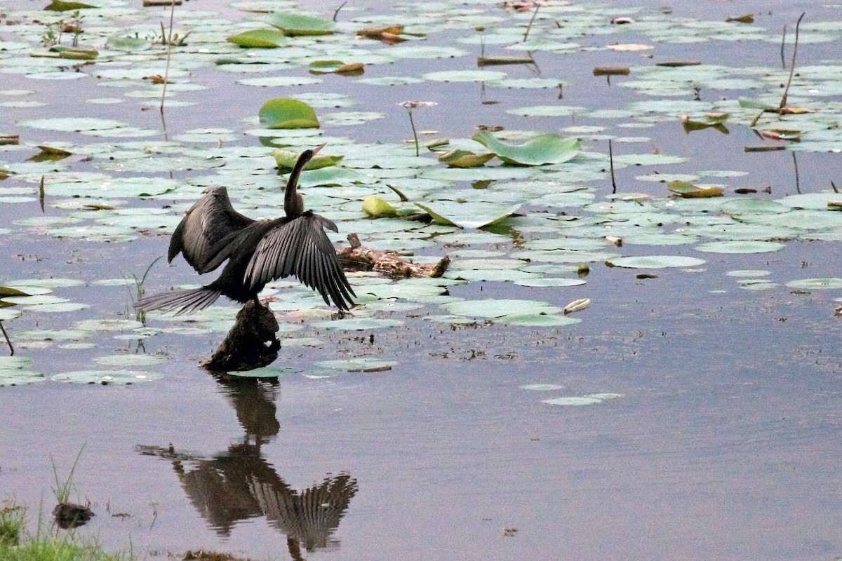 Orient-Schlangenhalsvogel - ML137797391