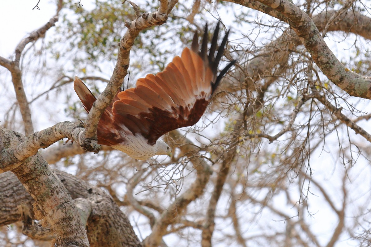 Brahminy Kite - ML137797891