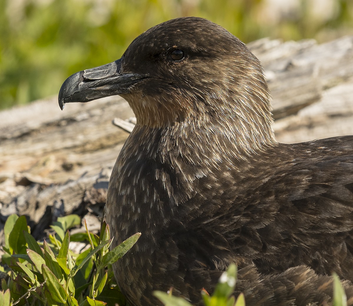 Chilean Skua - ML137798321