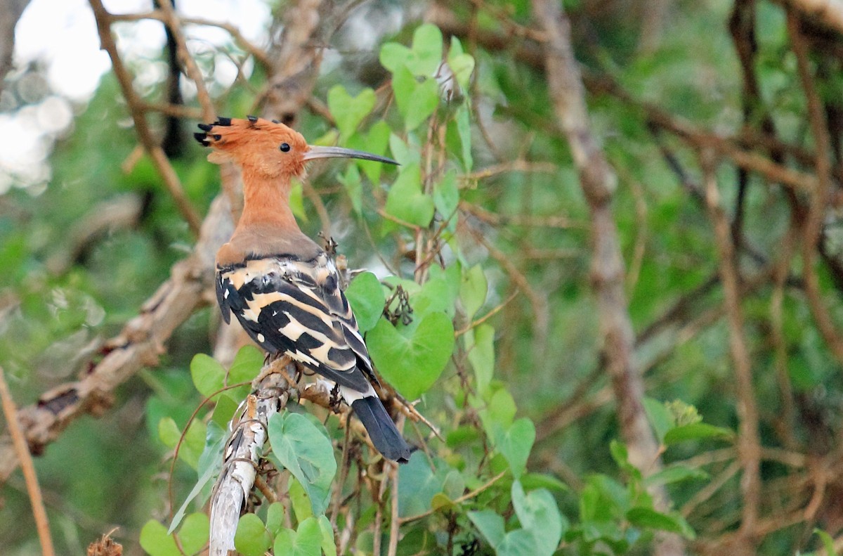 Eurasian Hoopoe - Manu Álvarez