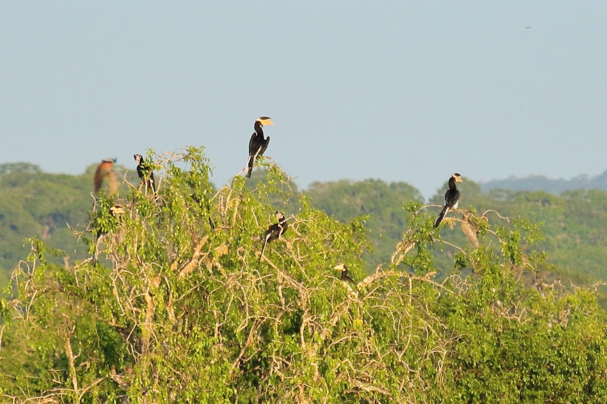 Malabar Pied-Hornbill - ML137799051