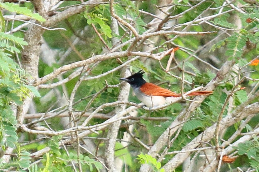 Indian Paradise-Flycatcher - ML137799421