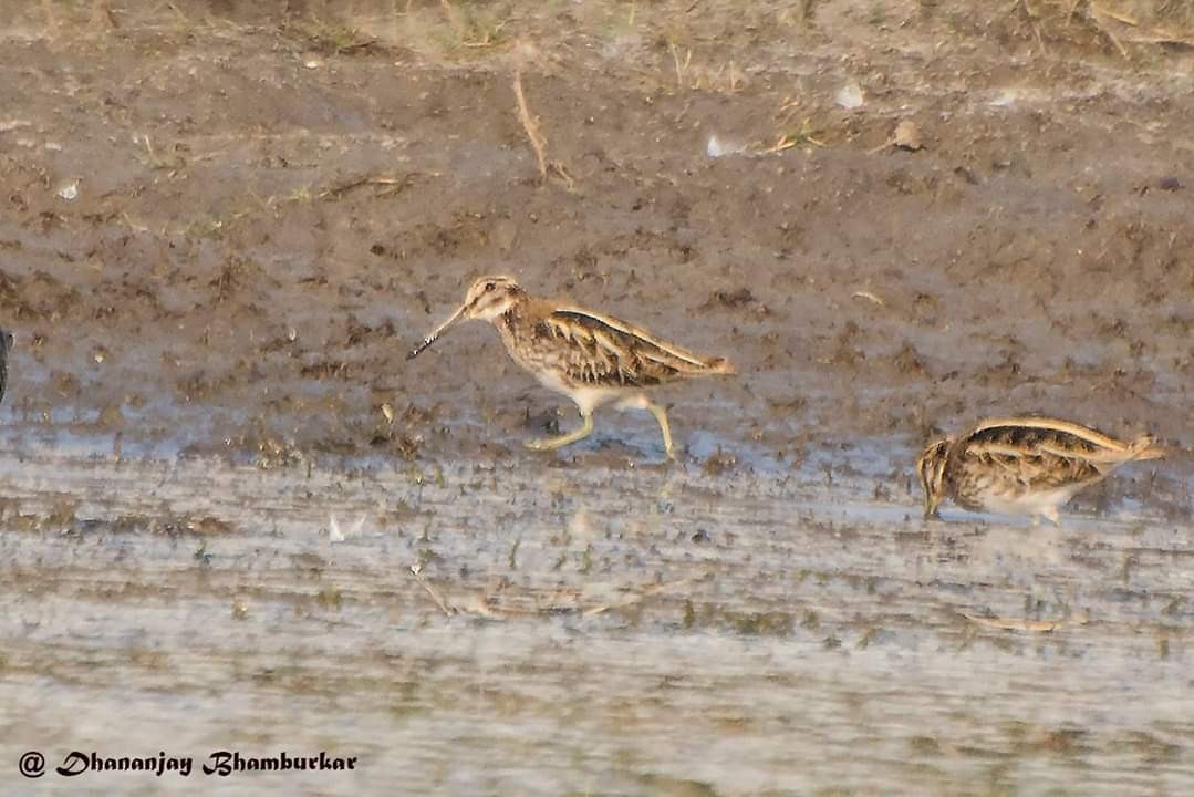 Jack Snipe - ML137799741