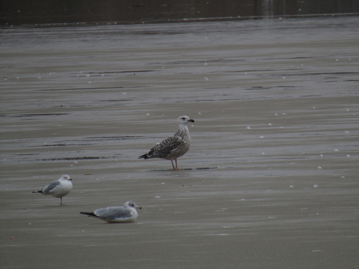 Great Black-backed Gull - Miles Marshall