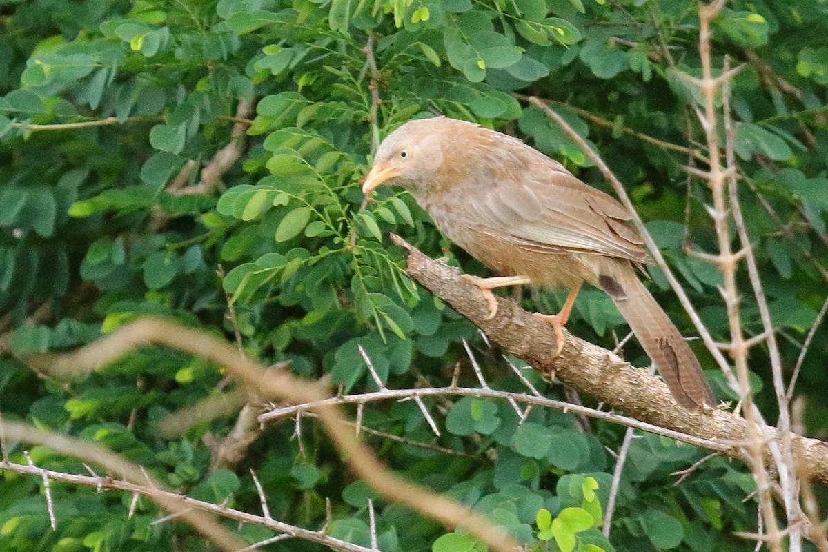 Yellow-billed Babbler - ML137800281