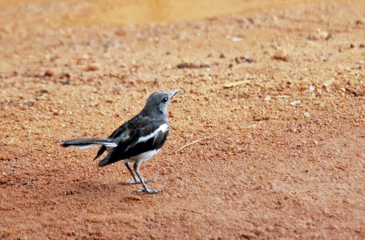 Oriental Magpie-Robin - Manu Álvarez