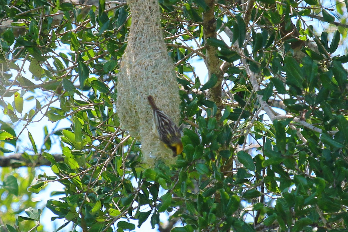 Baya Weaver - Manu Álvarez