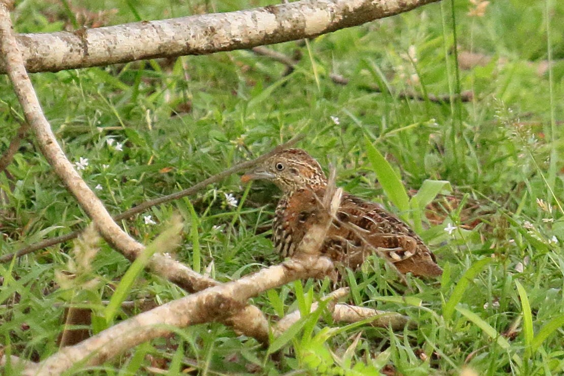 Barred Buttonquail - ML137800991