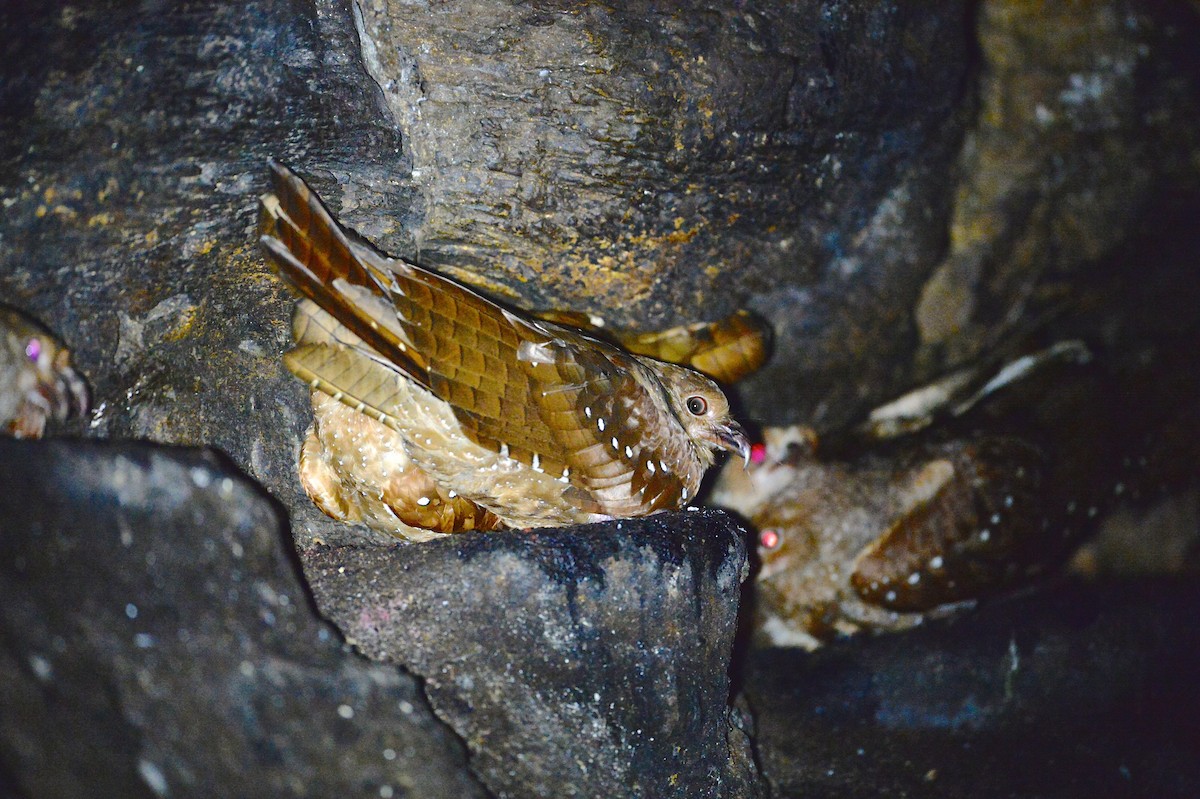 Oilbird - Gerald Friesen