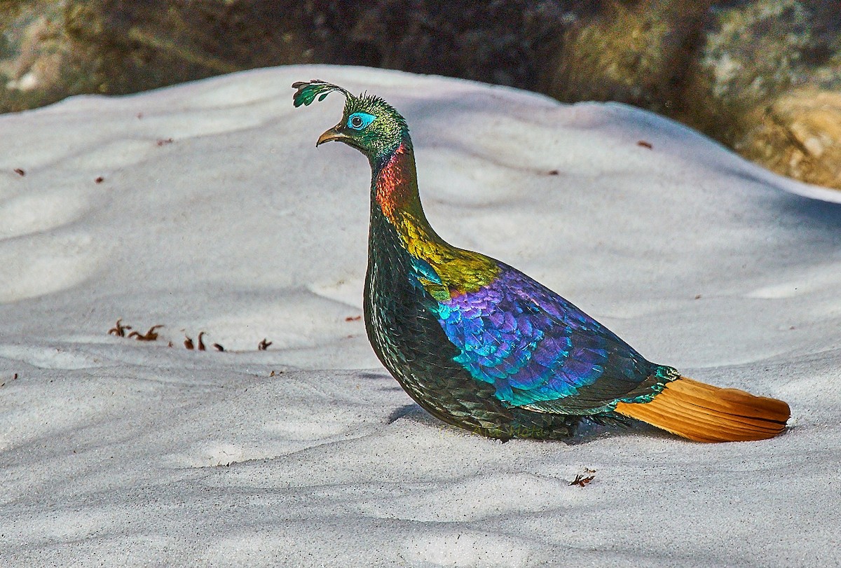 Himalayan Monal - ML137802061