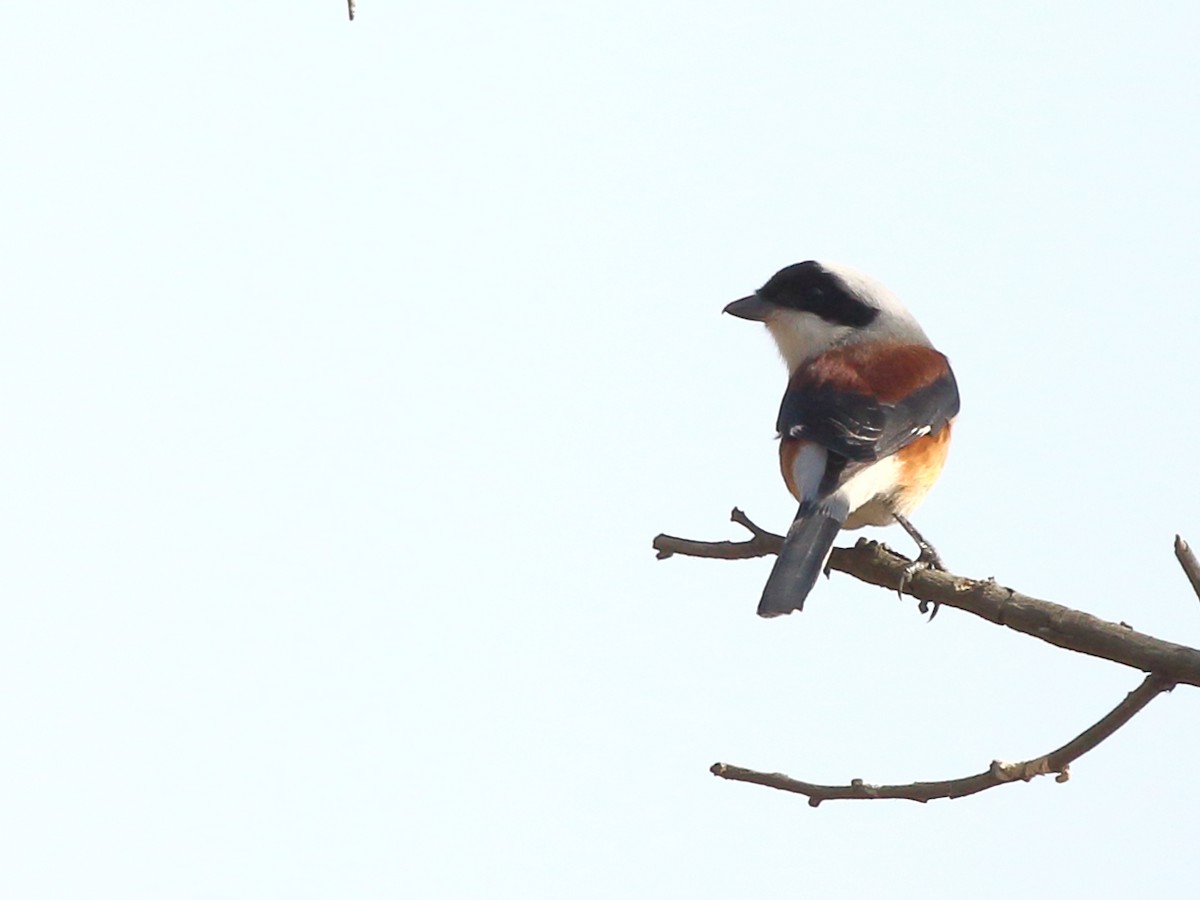 Bay-backed Shrike - ML137802501