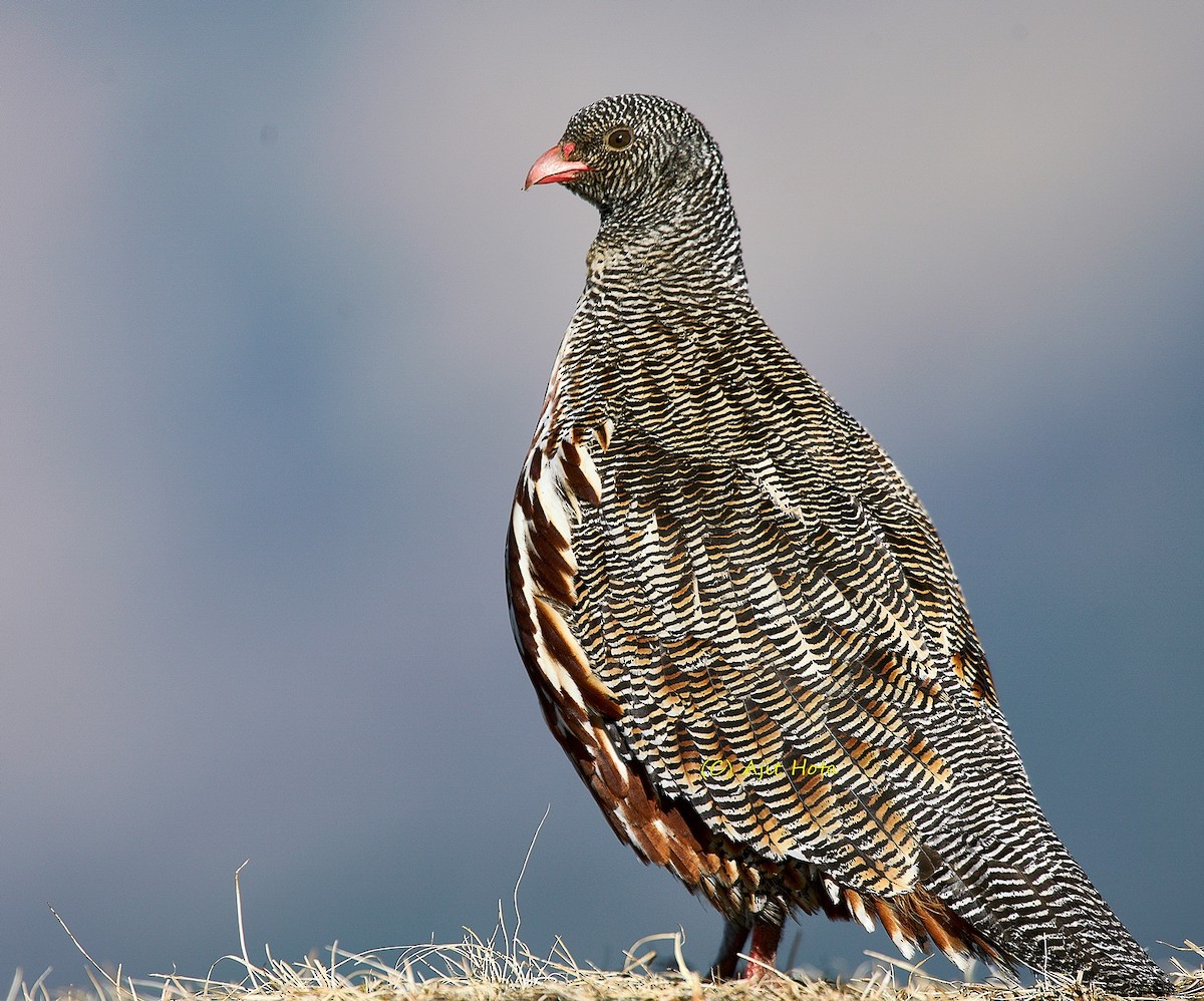 Snow Partridge - ML137803081