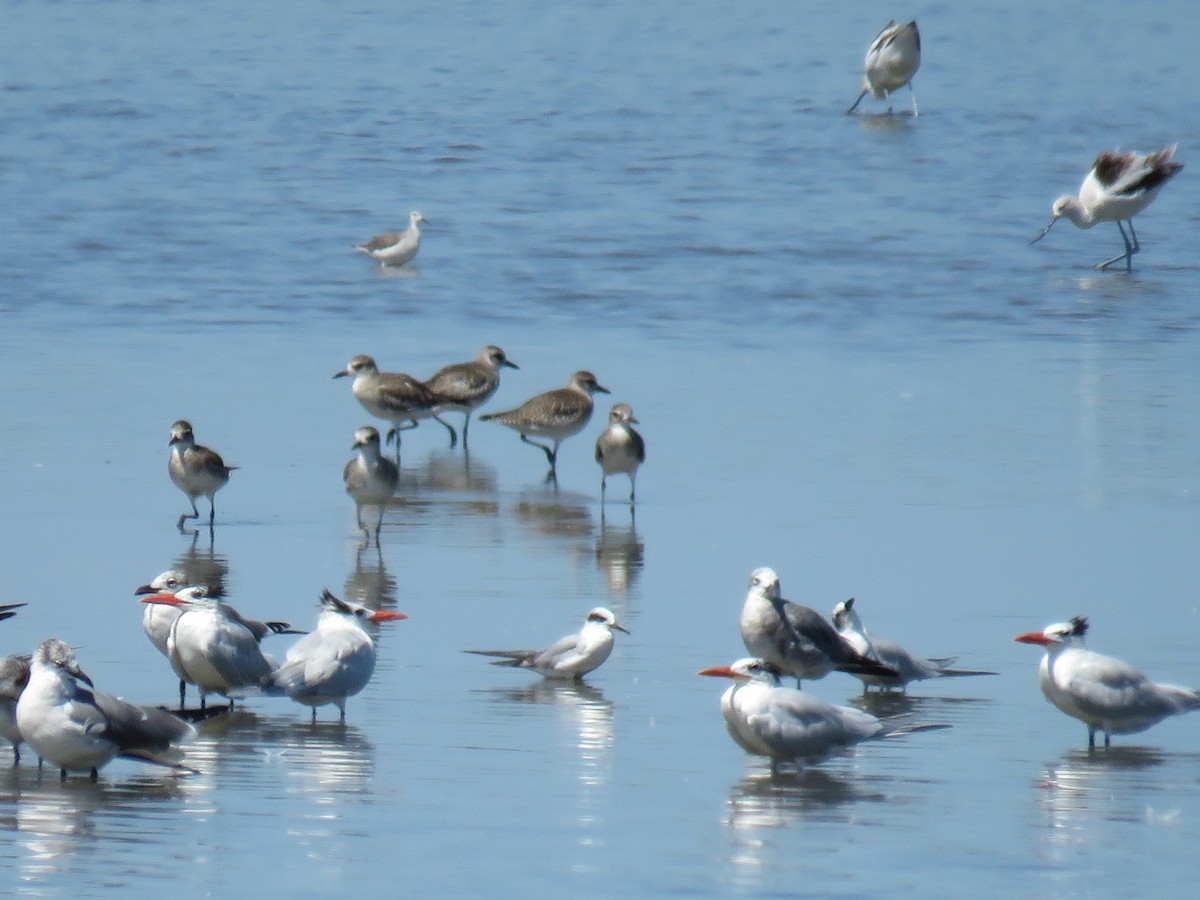 Forster's Tern - ML137803141