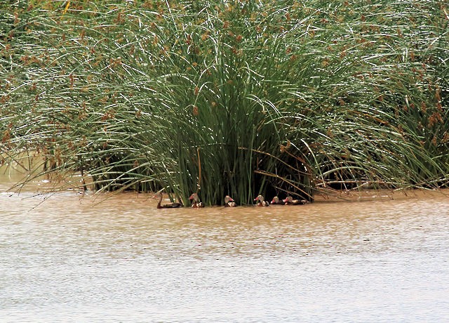 Black-bellied Whistling-Duck - ML137805911