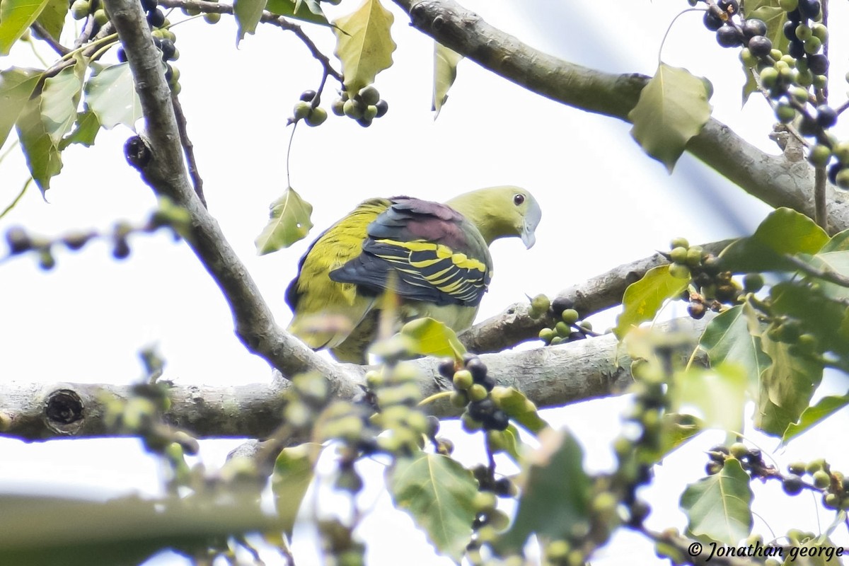 Andaman Green-Pigeon - Jonathan George