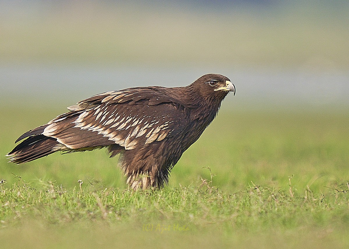 Greater Spotted Eagle - Ajit Hota