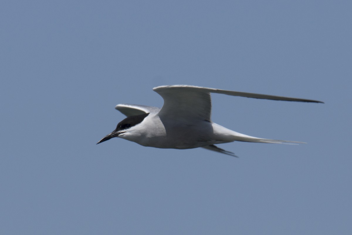 Common Tern - ML137808161