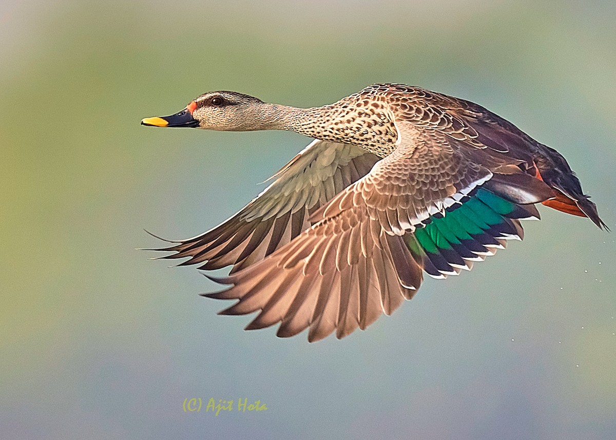 Indian Spot-billed Duck - Ajit Hota