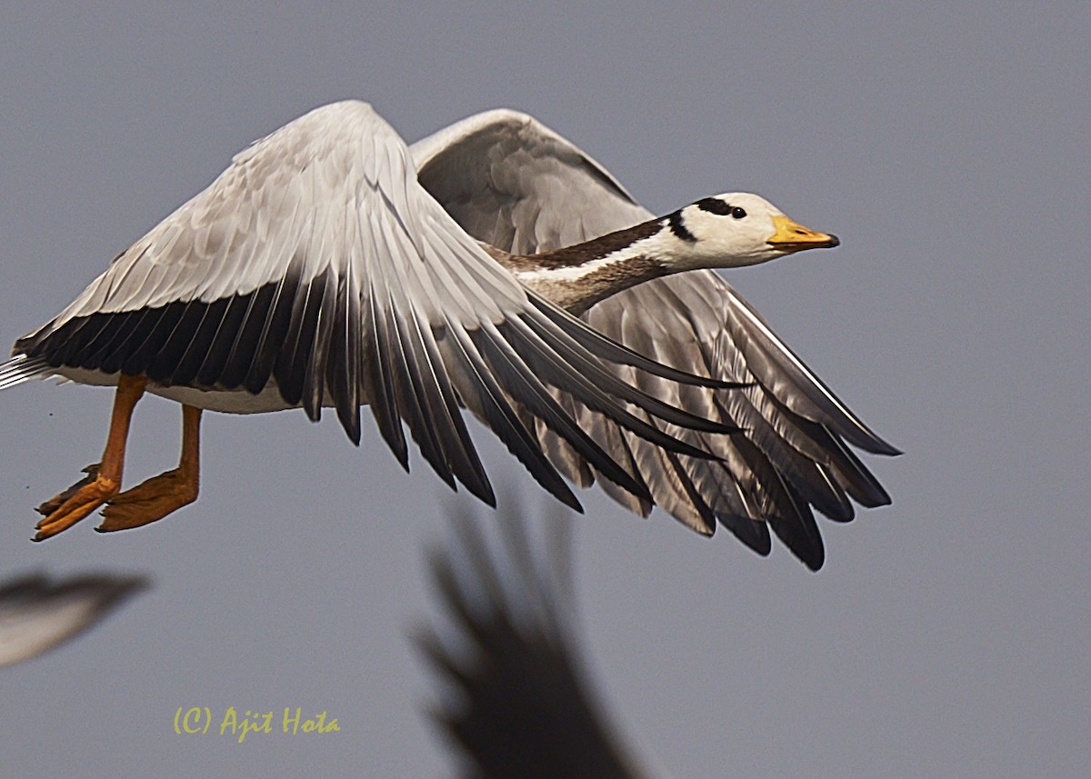 Bar-headed Goose - ML137808321