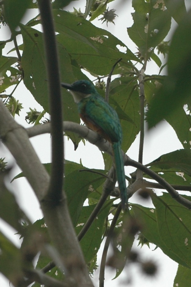 Rufous-tailed Jacamar - ML137808461