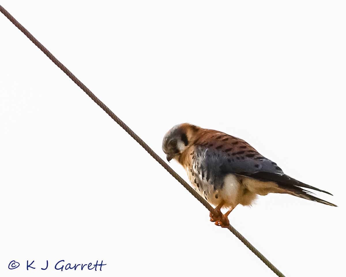 American Kestrel - ML137808481