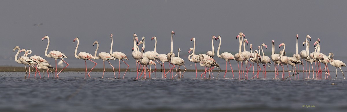 Greater Flamingo - Ajit Hota
