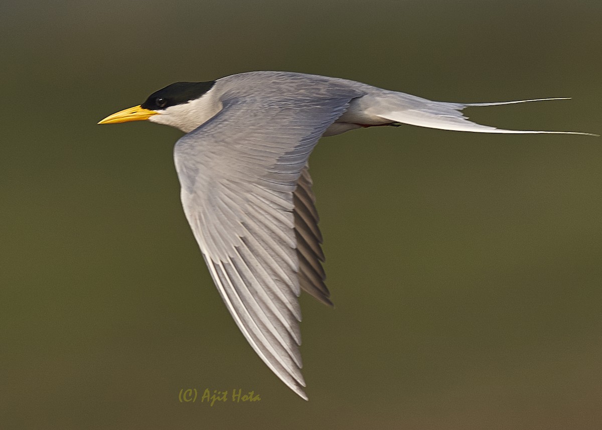River Tern - ML137808571