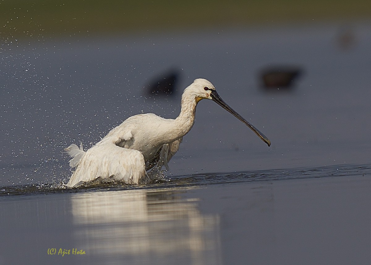 Eurasian Spoonbill - ML137808651
