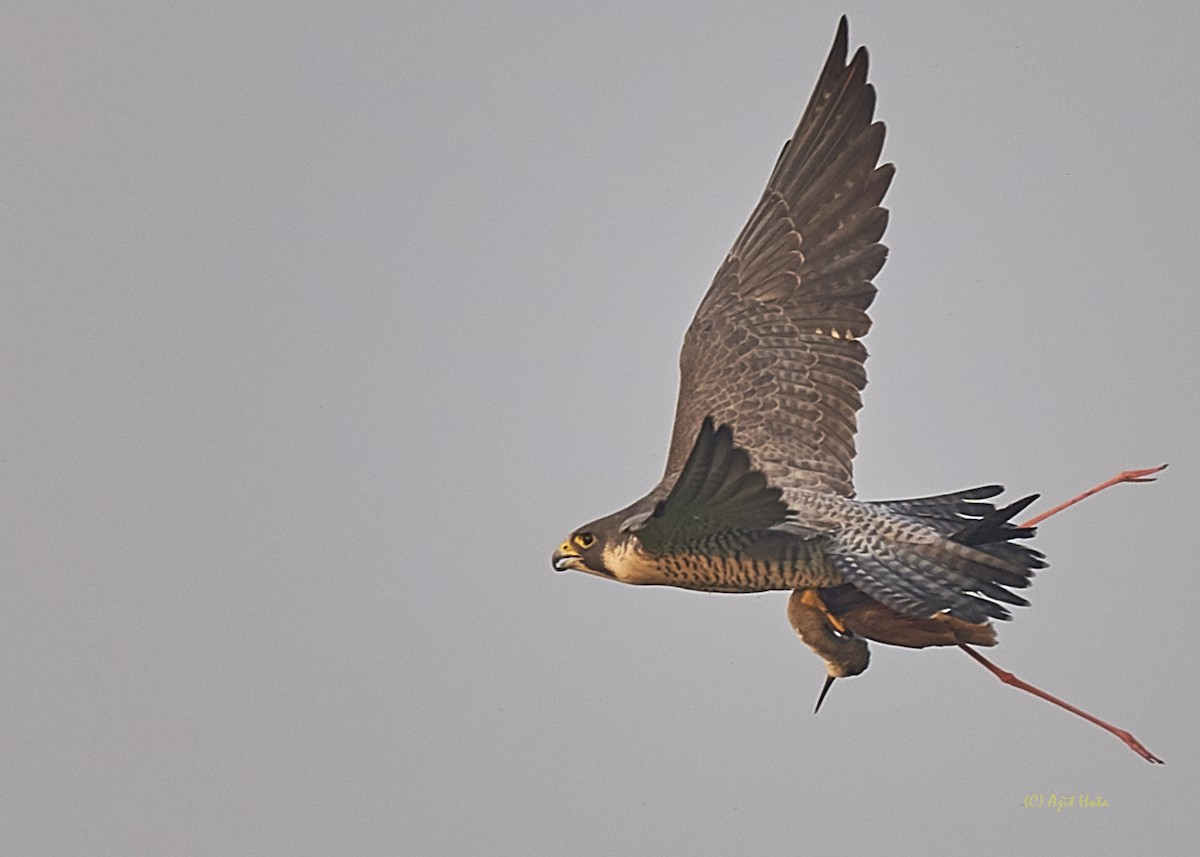 Peregrine Falcon - Ajit Hota
