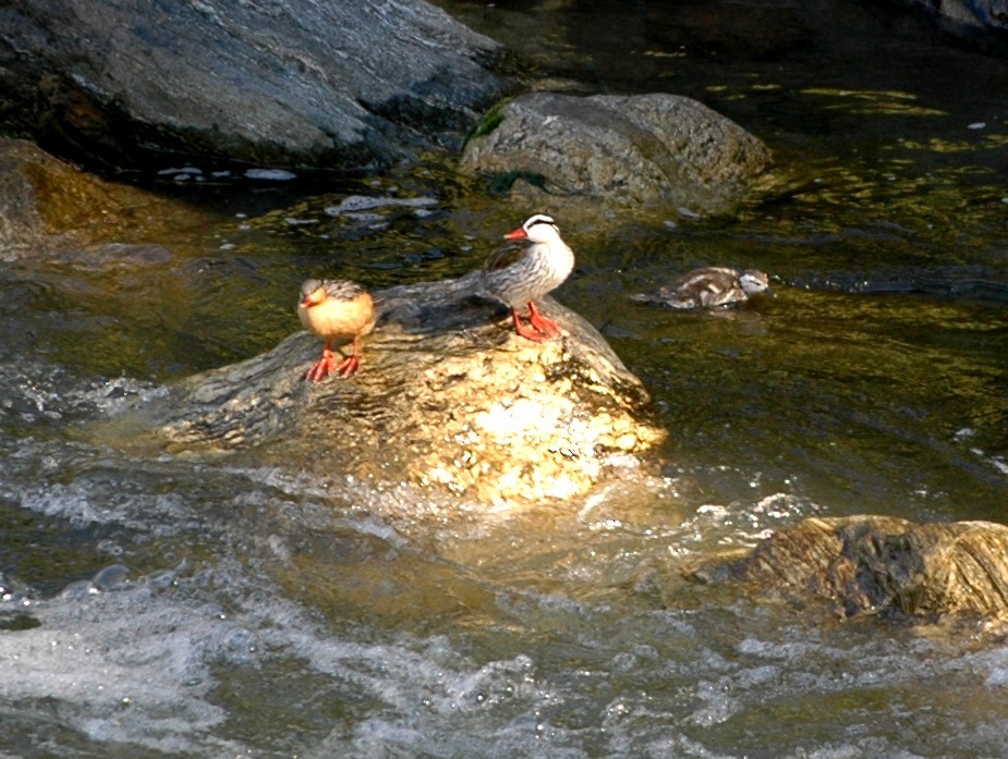 Pato Torrentero - ML137808941