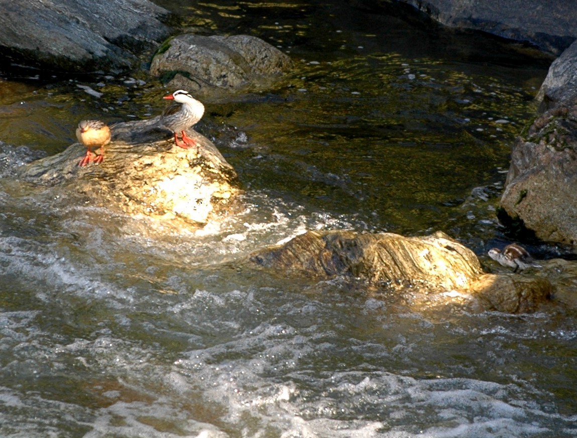 Pato Torrentero - ML137808971