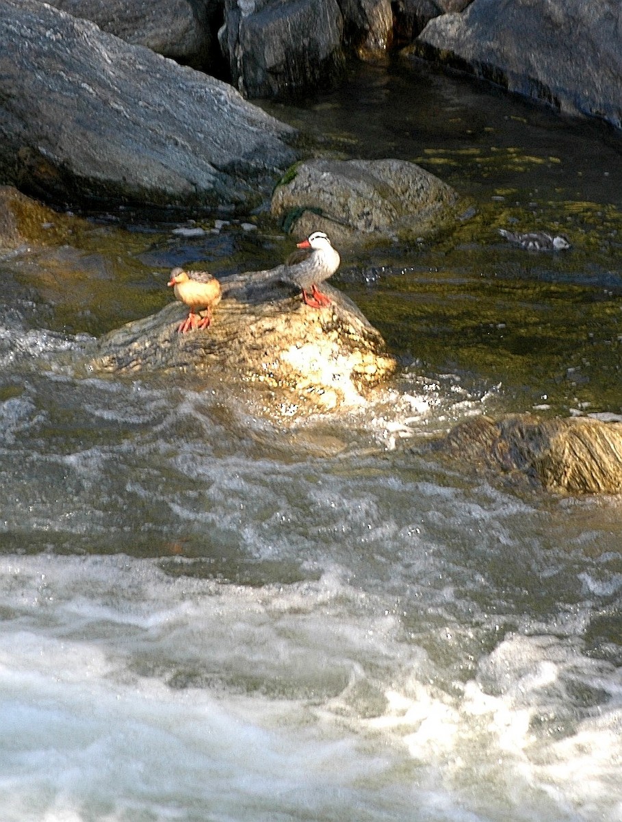 Torrent Duck - Cathy Pasterczyk