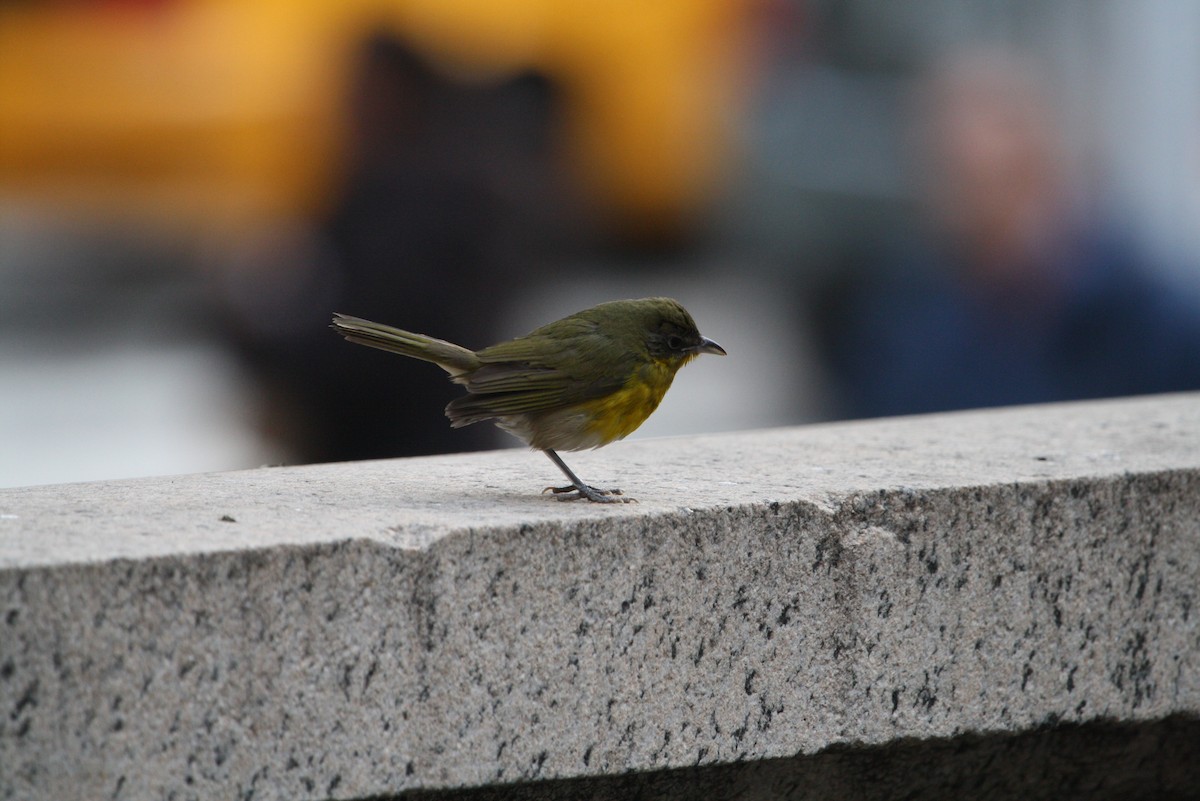 Yellow-breasted Chat - ML137809031