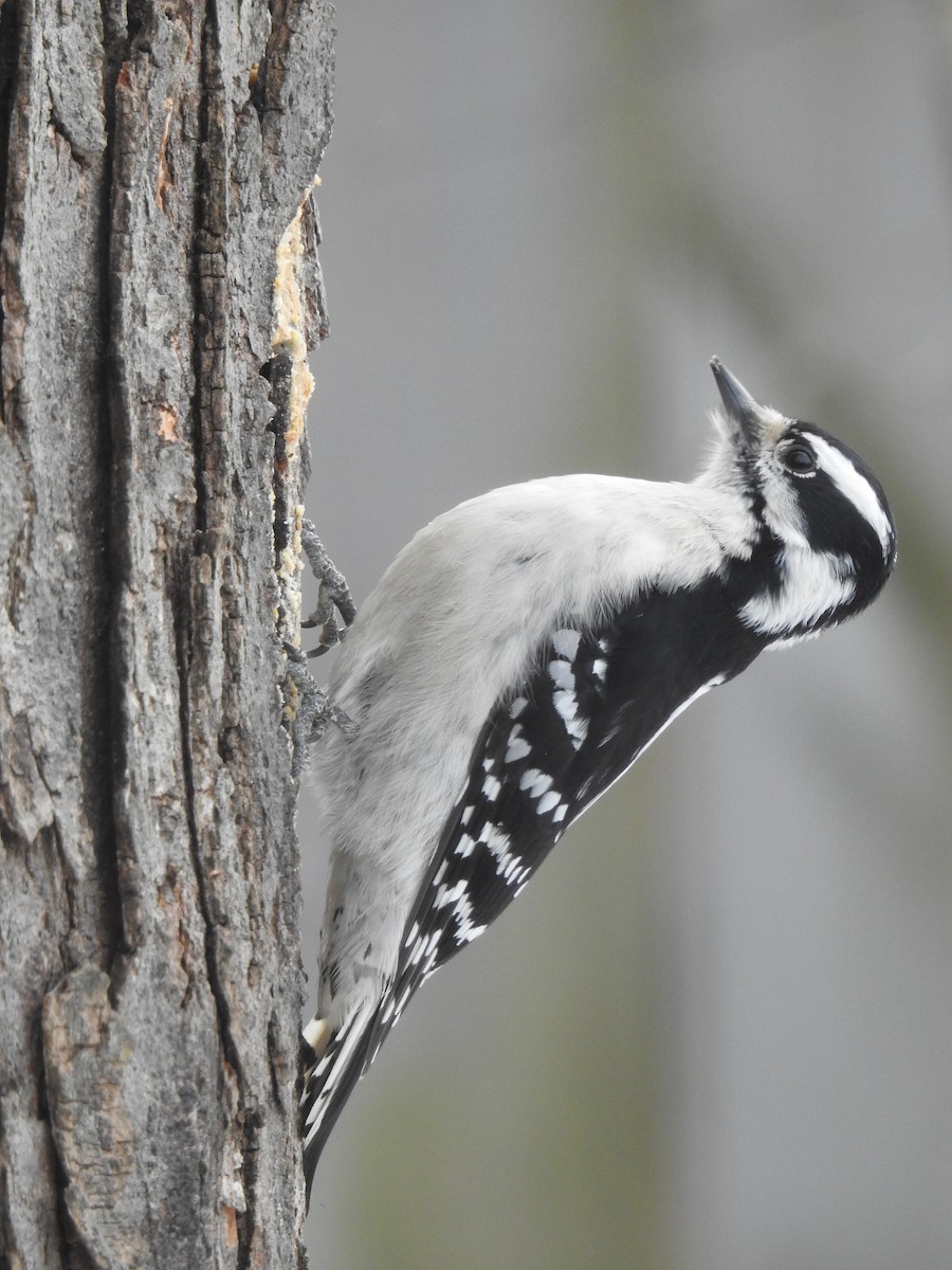 Downy Woodpecker - ML137809781