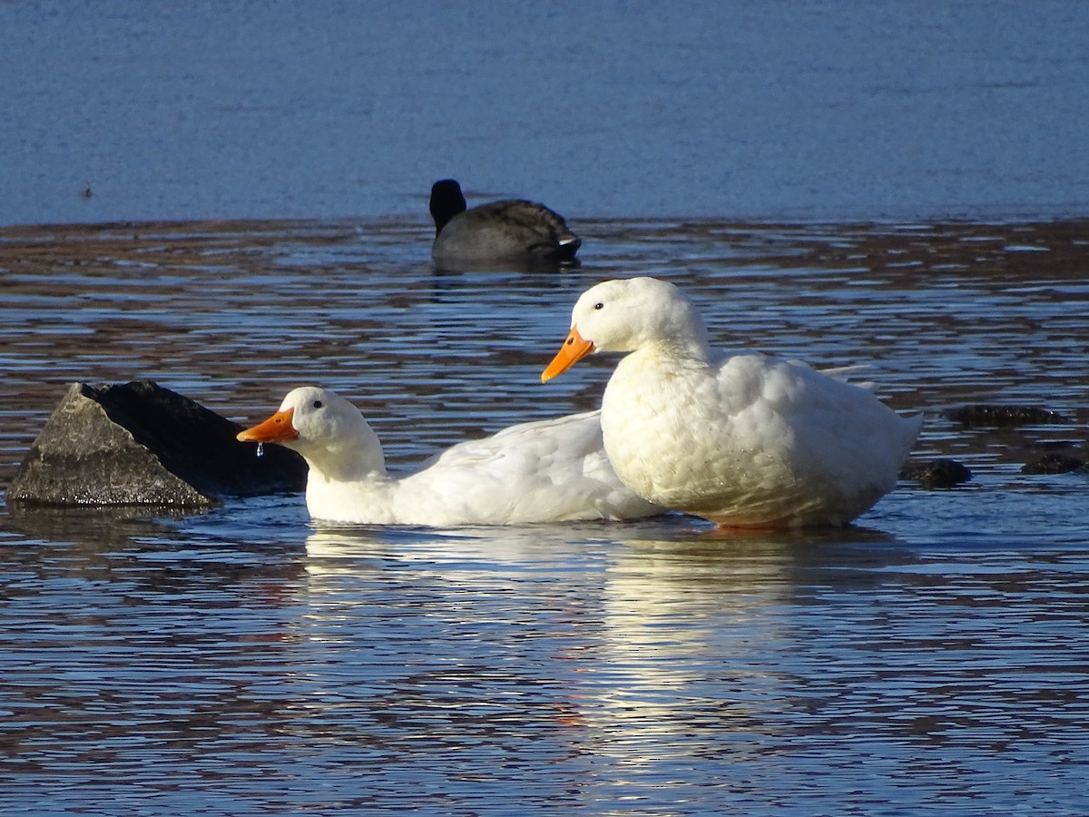 Mallard (Domestic type) - ML137810871