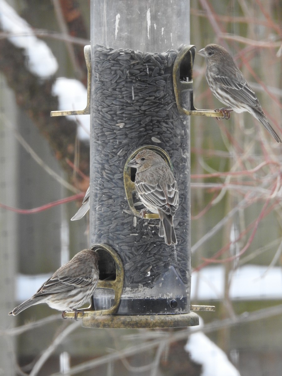 House Finch - ML137811161