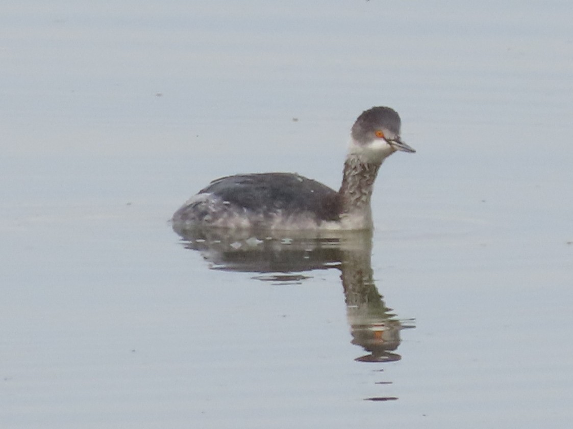 Eared Grebe - ML137813511