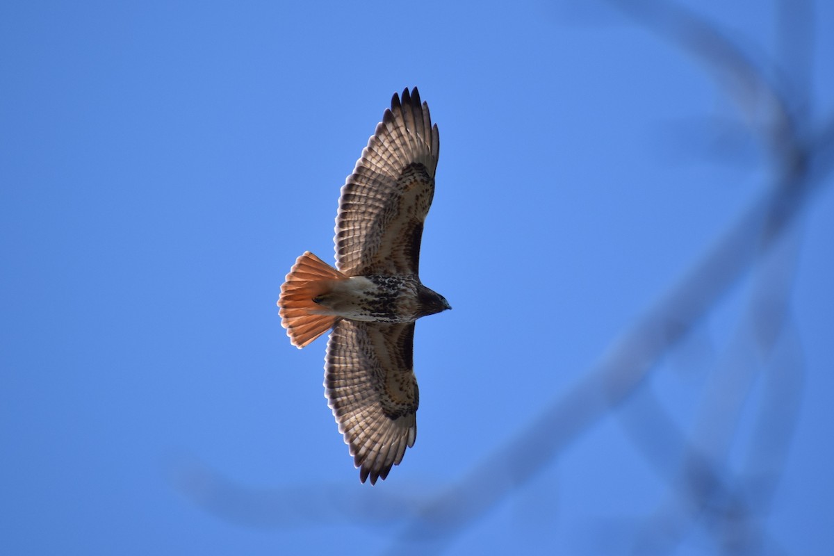 Red-tailed Hawk - Josiah Huff