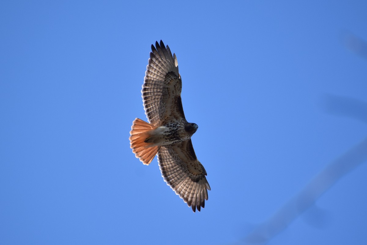 Red-tailed Hawk - Josiah Huff