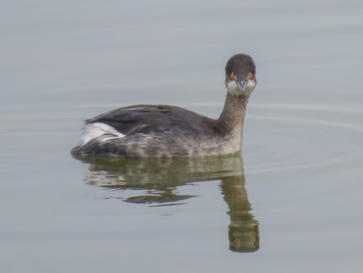 Eared Grebe - ML137814951