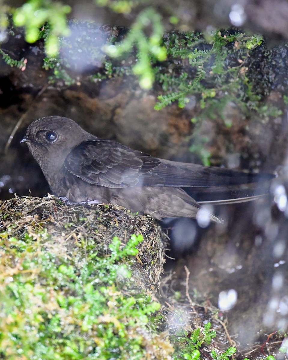 White-chinned Swift - ML137815761