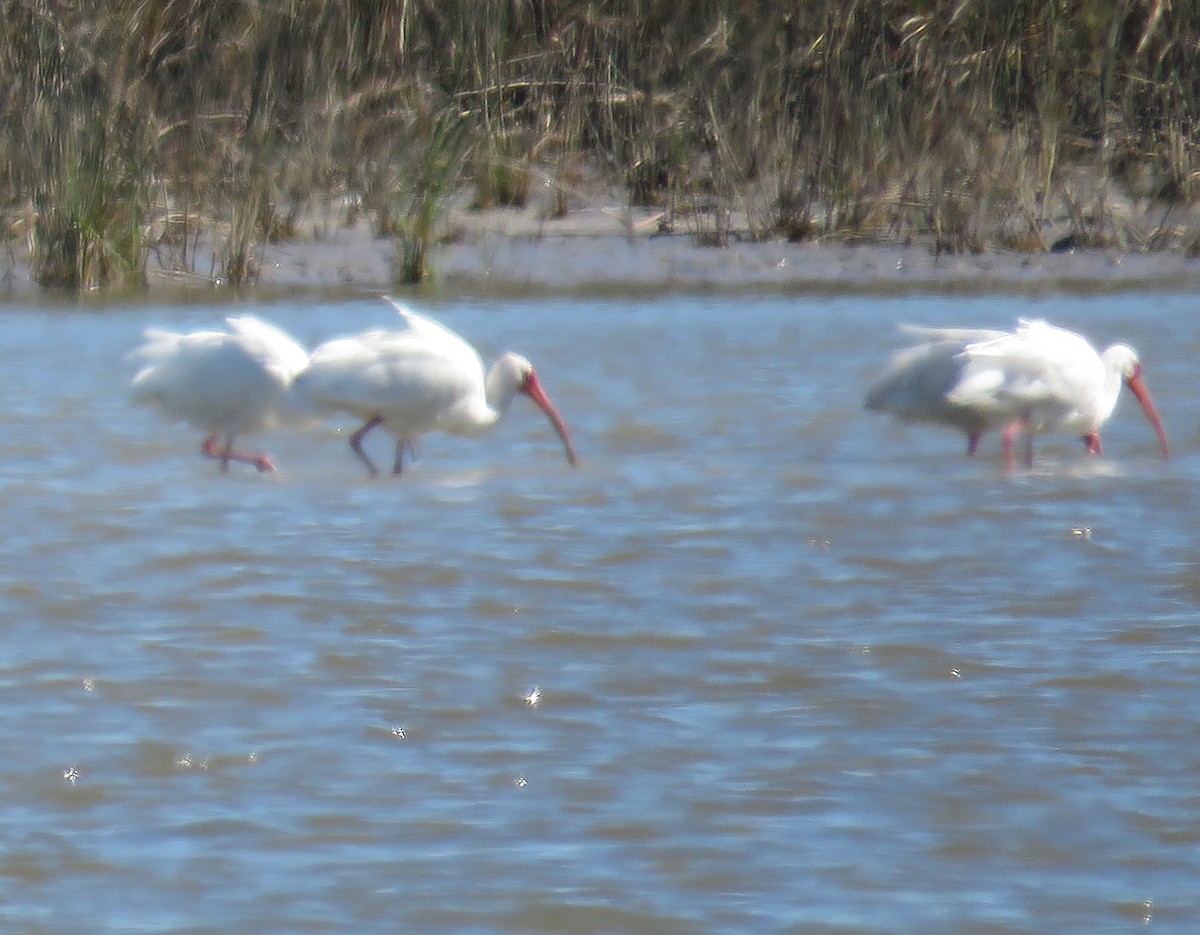 White Ibis - ML137818421